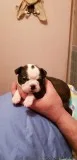 BEAUTIFUL BOSTON TERRIER PUPS
