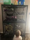Female chinchilla with large cage and a ton of accessories