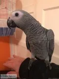 African Grey Parrots