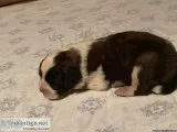 Female Saint Bernard
