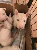 Stunning English Bull Terrier