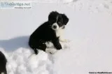 Border Collies puppies
