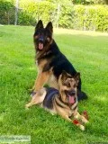 Registered German Shepherd Pups