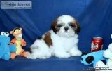 AKC SHih Tzu Boys CH. Dam CH. Sire
