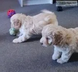 ADORABLE COCKERPOO PUPPIES FOR ADOPTION