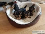Wonderful Play mate Yorkie pups available to go now