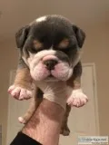 AKC micromini English bulldogs