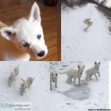 Belgian malinois Siberian husky puppies