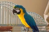 Blue and Gold Macaw