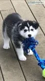 CUTE AKC REGISTERE SIBERIAN HUSKY PUPPIES FOR REHOMING