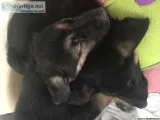 German Shepard puppies
