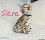 Bengal Kitten for Sale
