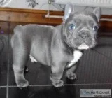 French Bulldog puppies Gets along great with our large dogs