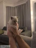 Cute and Lovely Home Raised Ragdoll Kittens.