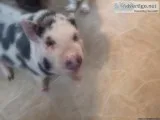 Pot-Bellied PIG