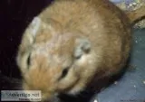 Female Gerbil