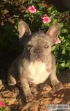 Blue Merle French bulldog