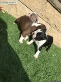Akc Boston Terrier Quality pedigree