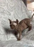 Beautiful sphynx kittens for adoption