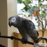 African Grey Parrots