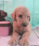 Labradoodles F1B DOB 1192019 Ready 3162019
