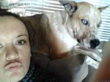 Free heeler mix to good home