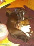 Pitt Bull mix