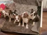 Boston Terrier ready for Families
