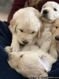 Golden retriever English cream 2 male left