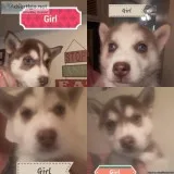 Siberian husky puppies