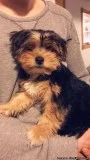 Yorkie puppies for sale
