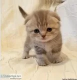 Lilly Scottish Fold Female Lilac Silver Marbled Kitten