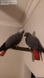 Talking Congo African Grey Parrots.