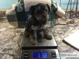 Sweetplayful Yorkie puppies 11-12 week old %100PURE.