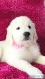 English Cream Golden Retriever Puppies