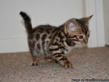 Bengal and Savannah Kittens available