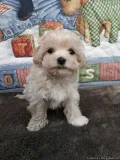 Maltipoo puppies for pet homes (Maltese x Toy Poodle)