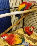 Adorable male and female Scarlet Macaw Parrots for Adoption