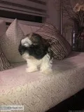 PUPPIES FOR SALE