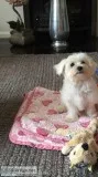 Stunning litter of Maltese Puppies