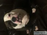 2 yrs old Victorian bulldog