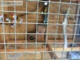 Indian ringnecks right from clutch