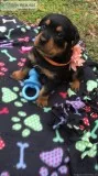 Rottweiler Puppies