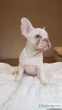 French Bulldog Puppies for adoption