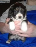 Purebred Miniature Australian Shepherd Puppies