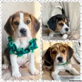 Adorable Tri Color Beagles
