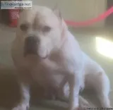 Bully female