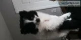 Pomeranian puppies