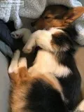Pembroke welsh corgi puppy Cleo
