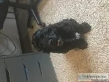 3 month old Cocker Spaniel